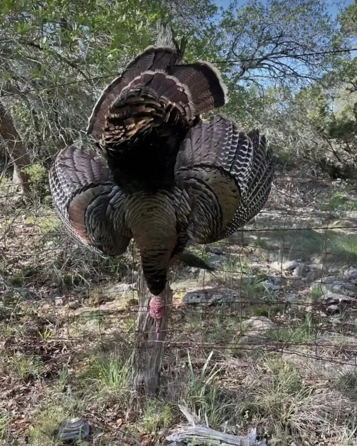 Two strutting Rio Grande toms in Hill Country brush